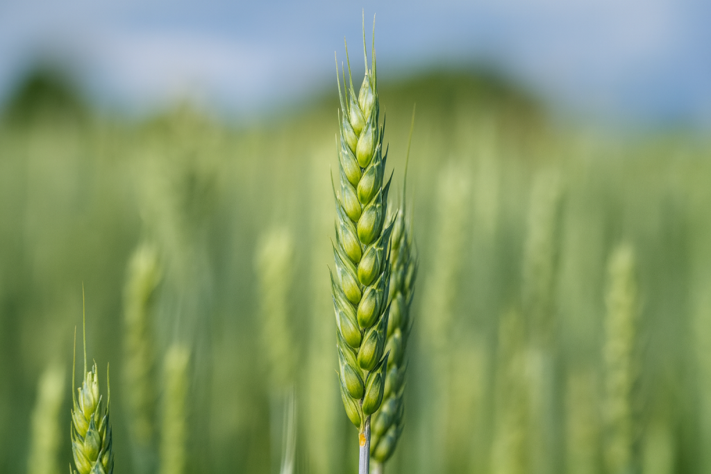 Мониторинг озимых: осенний контроль сорняков и сохранение урожайности пшеницы