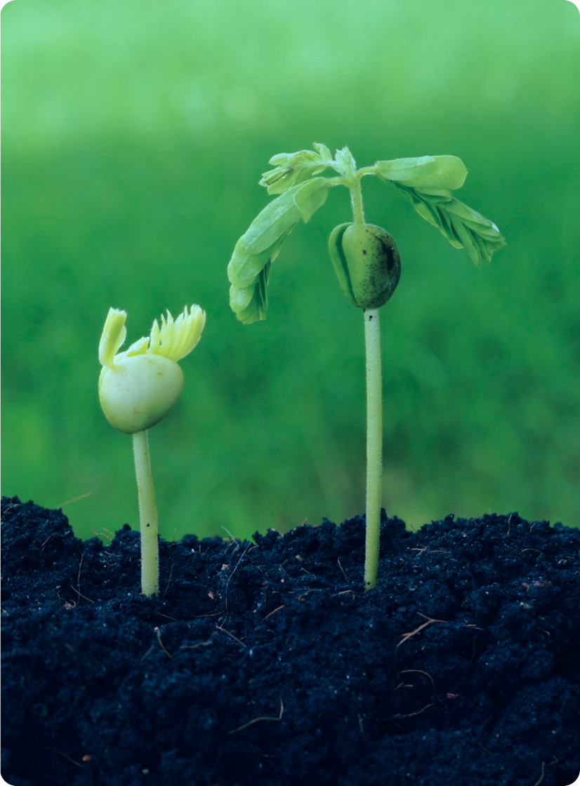 Поставщики семян, удобрений и СЗР